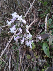 Oldenlandia mellii
