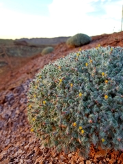 Psathyrotes pilifera