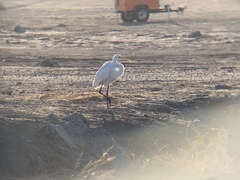 Ardea alba