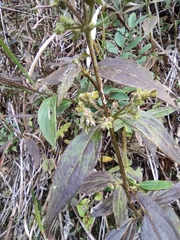 Oldenlandia mellii