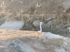 Ardea alba