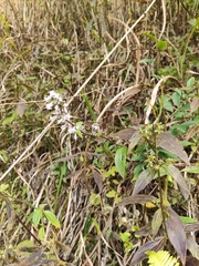 Oldenlandia mellii