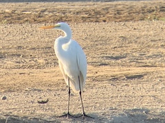 Ardea alba