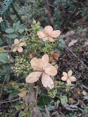 Hydrangea paniculata