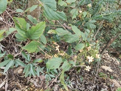 Hydrangea paniculata