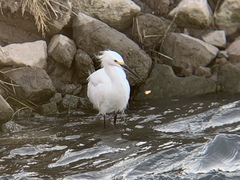 Egretta thula