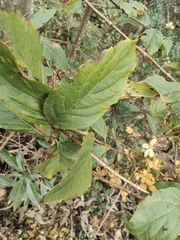 Hydrangea paniculata