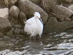 Egretta thula