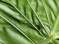 Okiscarta uchidae