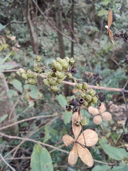 Hydrangea paniculata