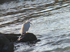 Egretta thula