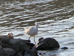 Egretta thula