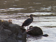 Egretta rufescens