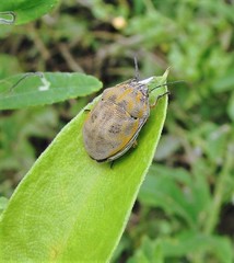 Orsilochides leucoptera