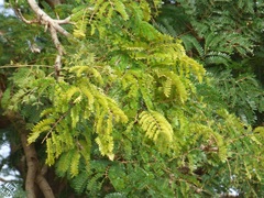 Parkia biglobosa