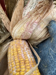 Fusarium graminearum