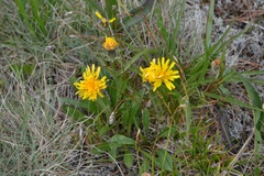 Crepis chrysantha