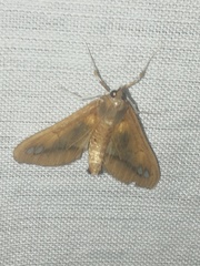 Diaphania fumosalis