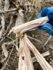 Fusarium graminearum