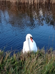 Cygnus olor
