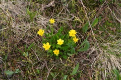 Ranunculus altaicus