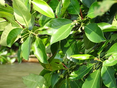 Rhizophora mucronata