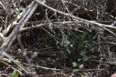 Liolaemus wiegmannii