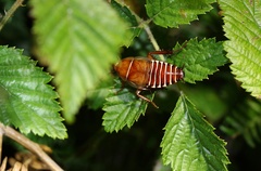 Temnopteryx phalerata