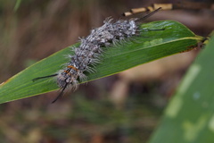 Lymantria mathura aurora