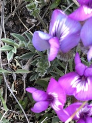 Oxytropis ampullata