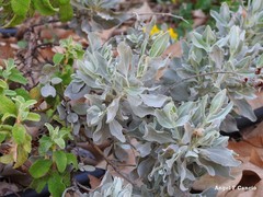 Cistus atriplicifolius