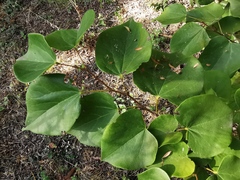 Cercis glabra