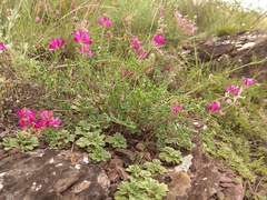 Hedysarum minussinense