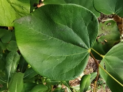 Cercis glabra