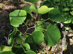 Cercis glabra