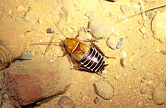 Temnopteryx phalerata