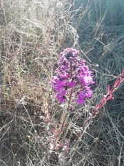 Vernonanthura serratuloides