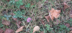 Trifolium pratense