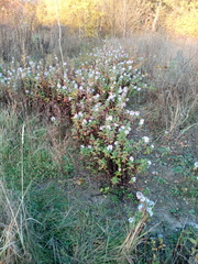 Symphyotrichum × versicolor