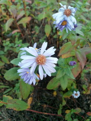 Symphyotrichum × versicolor