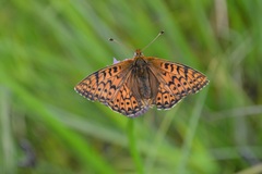 Boloria altaica