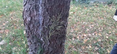 Bromus inermis