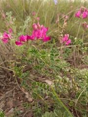 Hedysarum minussinense