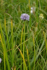 Allium ledebourianum