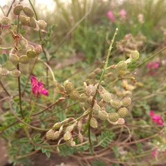 Hedysarum minussinense