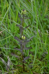 Pedicularis compacta