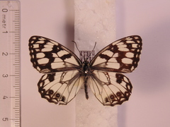 Melanargia ines