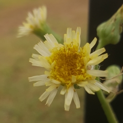 Cichorieae