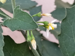 Solanum nigrum
