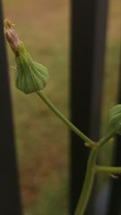 Cichorieae